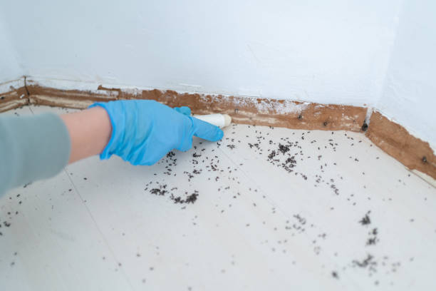 Professional Pest Control in Hollidaysburg, PA